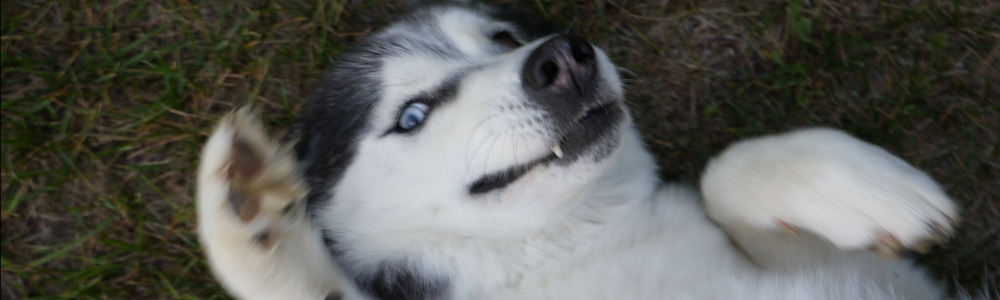 User banner image